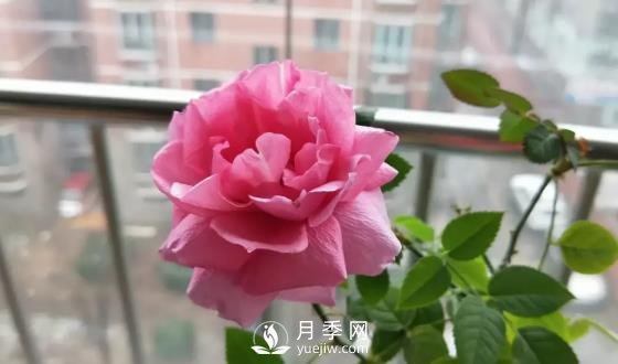 一年開三季的月季花，裝扮我的陽臺(圖3)