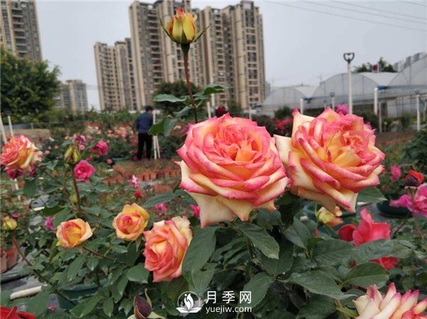 月季開花多更健壯，***重要是養(yǎng)好根系，5招迅速壯根(圖1)