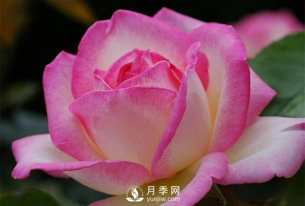 滅蚊器可以殺死月季上的蚜蟲嗎？月季蚜蟲防治方法(圖1)