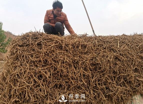 收購(gòu)加工中藥材一年純利潤(rùn)100多萬(wàn)元，比種藥材要強(qiáng)多了(圖1)