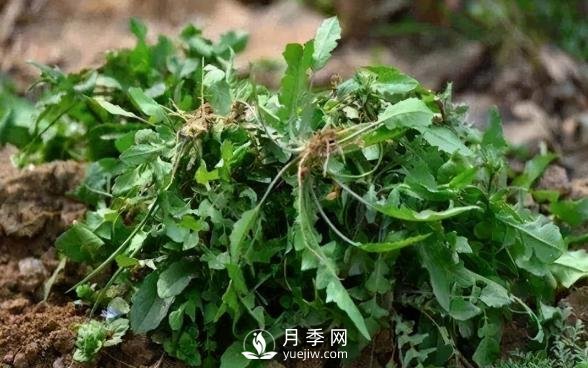 薺薺菜一年采收2季，生長期2個月，包餃子受熱捧(圖1)