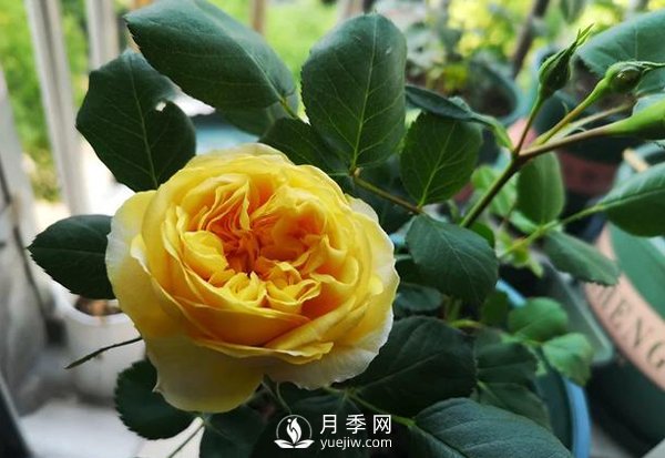 盆栽月季樹皮放多了影響生根嗎？來告訴你正確做法(圖1)