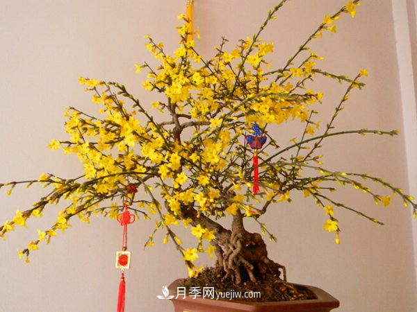 掌握養(yǎng)護(hù)臘梅的方法，成為受歡迎的年宵花(圖1)