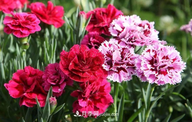 2021，十二生肖的運(yùn)勢(shì)，養(yǎng)什么花***旺？(圖6)