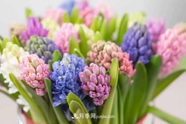 2021，十二生肖的運(yùn)勢(shì)，養(yǎng)什么花***旺？(圖2)