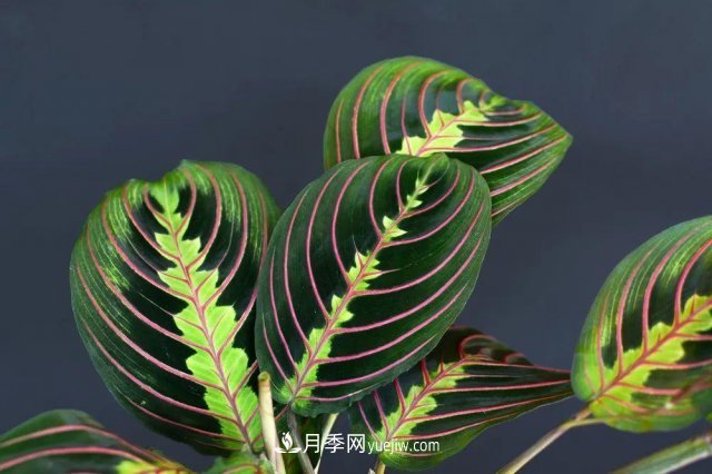 2021，十二生肖的運(yùn)勢(shì)，養(yǎng)什么花***旺？(圖3)