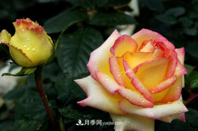 月季常見的病蟲害問題！月季這么養(yǎng)，芬芳留給你(圖2)