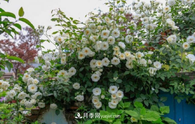 藤本月季優(yōu)秀品種！除了龍沙寶石，還有此六種推薦(圖6)