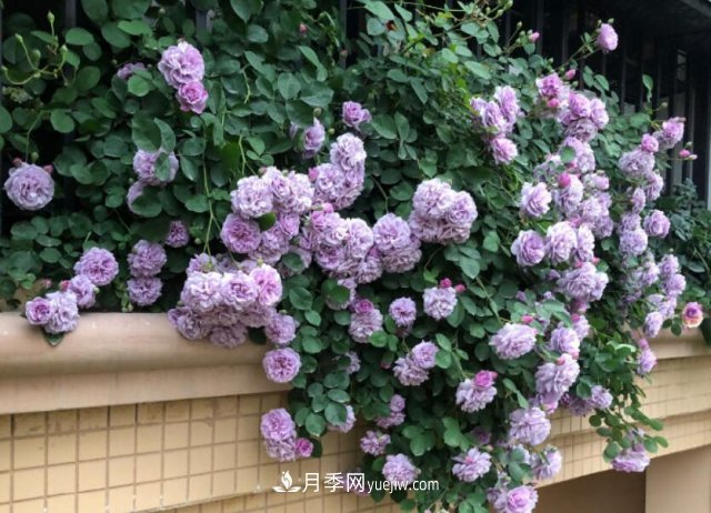 藤本月季優(yōu)秀品種！除了龍沙寶石，還有此六種推薦(圖3)