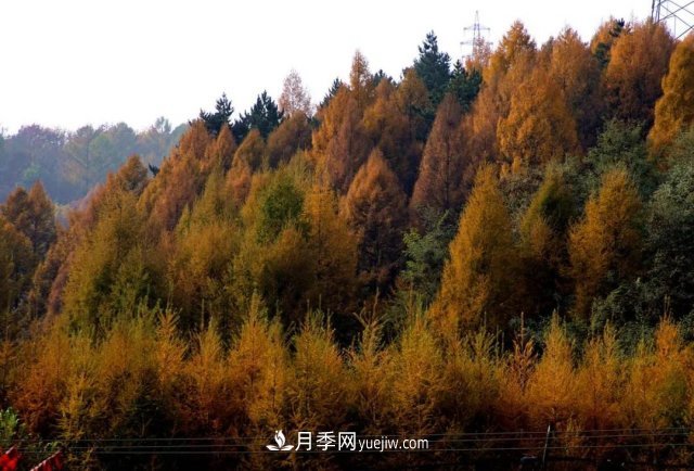 十九屆五中全會順利召開，這些樹種大有前景(圖1)