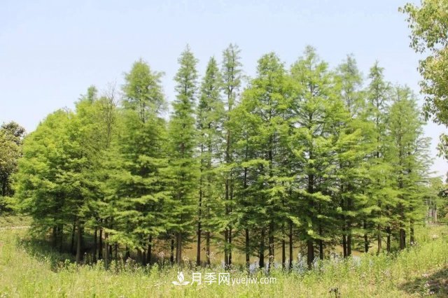 十九屆五中全會順利召開，這些樹種大有前景(圖3)