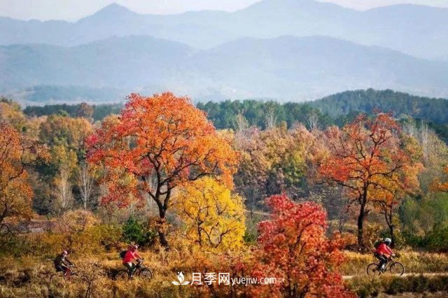十九屆五中全會順利召開，這些樹種大有前景(圖2)