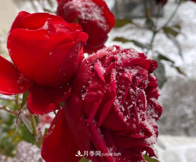 冬季的月季，花瓣鋪滿雪，似白糖，舔一口甜蜜蜜(圖2)