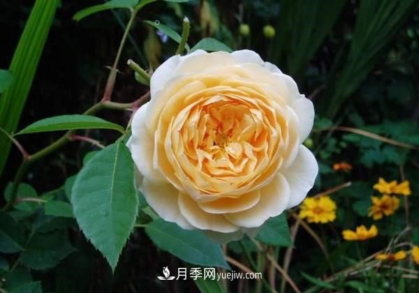 月季花這樣養(yǎng)，記住這些訣竅，開花紅艷艷(圖1)