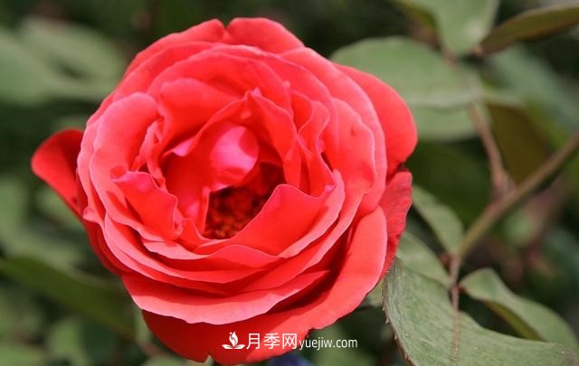 月季花這樣養(yǎng)，記住這些訣竅，開花紅艷艷(圖3)