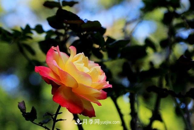 月季花到了冬天也不能松懈，做好這幾點，開花量增加不少(圖3)