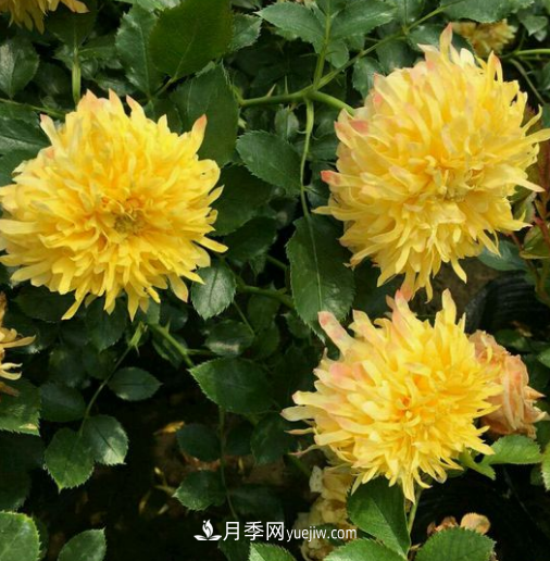 解析月季在什么環(huán)境中長(zhǎng)勢(shì)好？(圖2)