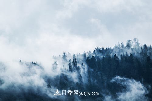 園林月季苗木冬季養(yǎng)護工作要注意哪些問題？(圖1)