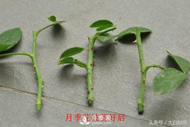 月季花扦插種植就是簡單，明年滿盆開花就靠它了(圖3)