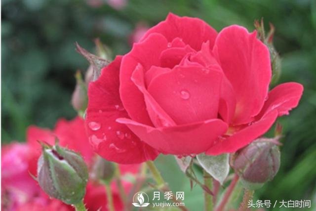 月季花扦插種植就是簡單，明年滿盆開花就靠它了(圖2)