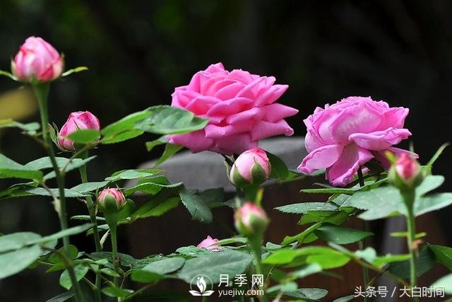 月季花扦插種植就是簡單，明年滿盆開花就靠它了(圖1)
