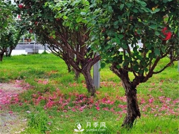 月季樹(shù)，玫瑰樹(shù)，樹(shù)狀月季的優(yōu)勢(shì)(圖1)