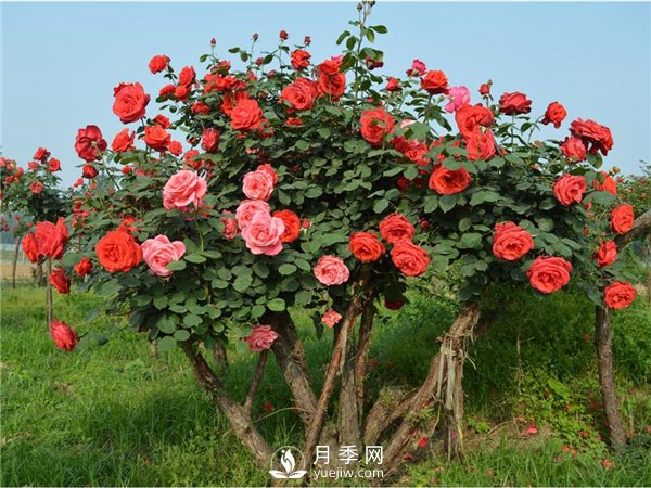 月季樹(shù)，玫瑰樹(shù)，樹(shù)狀月季的優(yōu)勢(shì)(圖3)