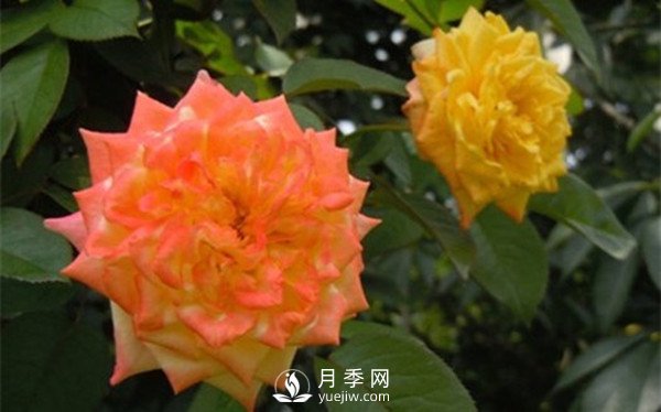 為什么月季新葉卷曲枯萎？月季新葉卷曲枯萎的原因？(圖2)