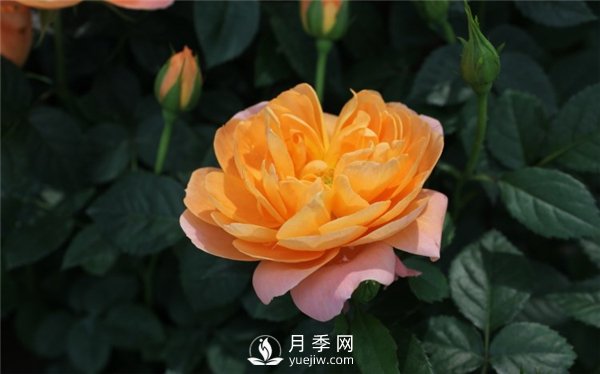 為什么月季新葉卷曲枯萎？月季新葉卷曲枯萎的原因？(圖1)