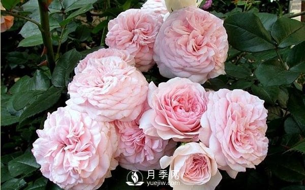 哪些因素決定花卉苗木價格？(圖1)