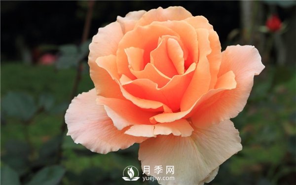 切花月季未來市場前景如何？(圖2)