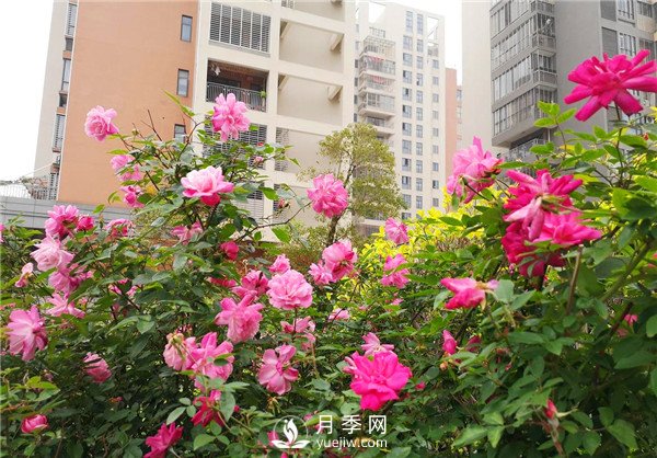 樹(shù)狀月季用什么作為砧木？(圖2)