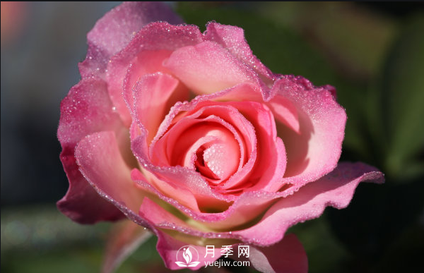 ?月季如何養(yǎng)，才能開花大而艷？(圖1)