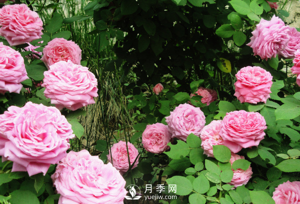 ?月季如何養(yǎng)，才能開花大而艷？(圖2)