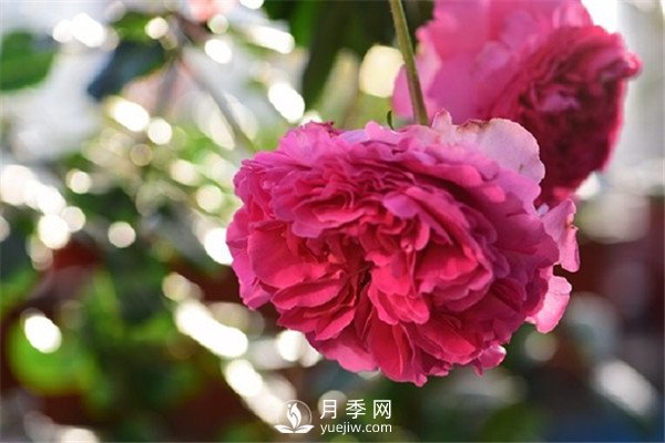 月季花為什么越來(lái)越小？(圖1)