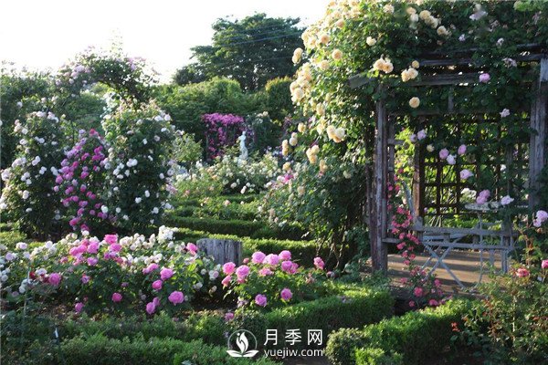 南陽(yáng)月季在花園景觀(guān)中的應(yīng)用(圖2)