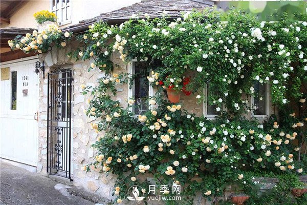 南陽(yáng)月季在花園景觀(guān)中的應(yīng)用(圖3)