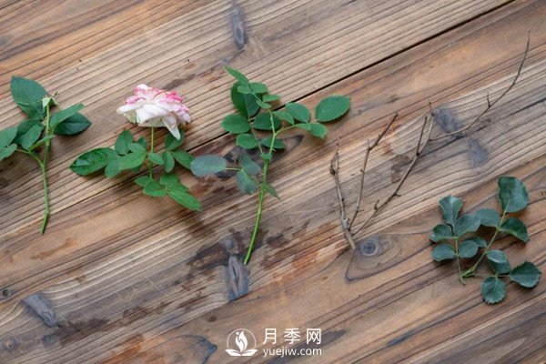 月季花后修剪怎么做？這樣做才能開爆(圖3)