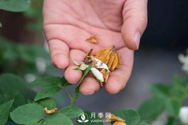 月季花后修剪怎么做？這樣做才能開爆(圖2)