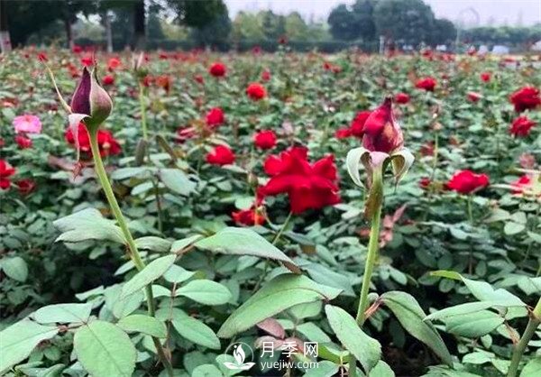 月季花可以扦插么？月季花的扦插步驟和養(yǎng)護！(圖1)