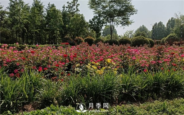 月季成活率低為什么？可能是您澆水不當(dāng)引起(圖2)