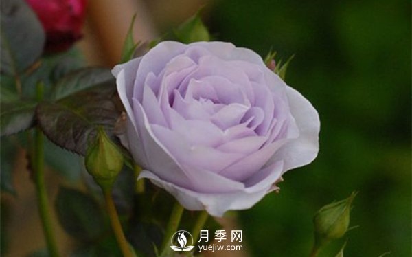 月季出現(xiàn)掉葉子怎么辦？(圖3)