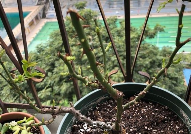 月季如何抹芽？這三類芽必除之！(圖1)