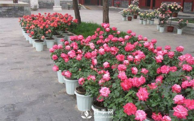 干貨來襲，月季花如何扦插及養(yǎng)護(hù)！(圖1)