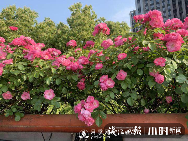 高架月季怎么才能養(yǎng)得好？ 全年月季養(yǎng)護(hù)流程(圖1)