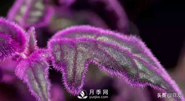 紫鵝絨栽培養(yǎng)護，出絨葉紫七招(圖1)