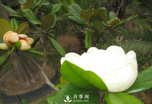 廣玉蘭遭遇病蟲害怎么辦？南陽玉蘭養(yǎng)護(hù)知識(shí)(圖1)