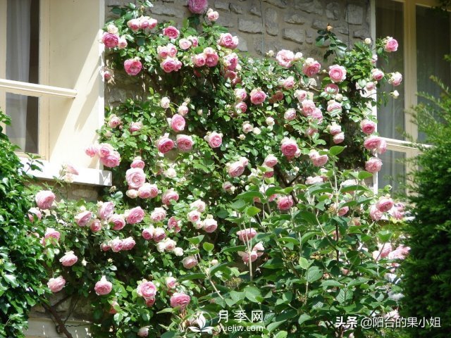 有哪些只看一眼就叫人欲罷不能的月季品種？(圖1)