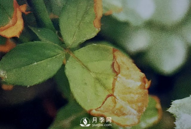 花木慘遭藥害怎么辦？這里有妙招(圖1)