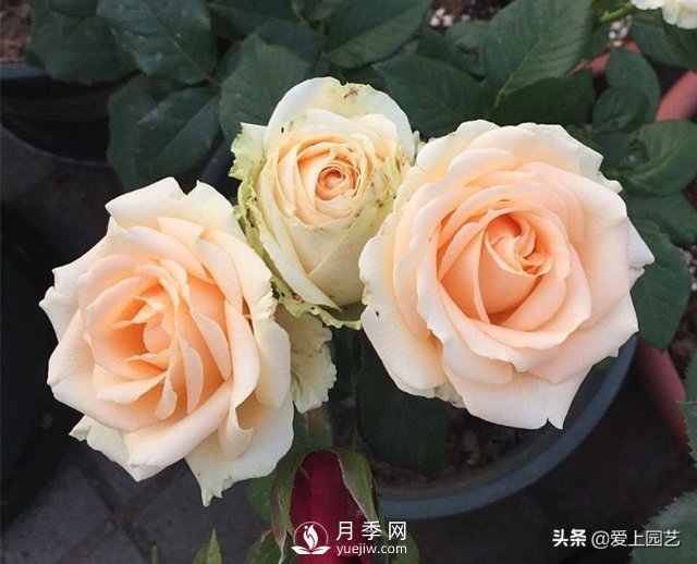 雪山系列月季品種，美麗的手捧花，還是經(jīng)典的花園明星(圖3)